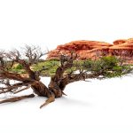 Reptile Habitat Background Tree Carolina Cages 48x18x24H Wraparound-0