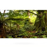 Reptile Habitat Background; Rain Forest, for 36Lx18Wx18H Terrarium, 3-Sided Wraparound-0
