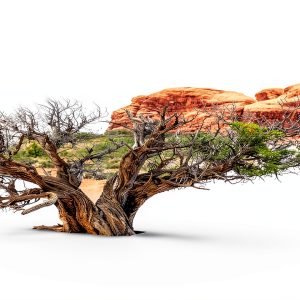 Reptile Habitat Background; Double Arch with Tree, for 48Lx24Wx24H Terrarium, 3-Sided Wraparound-0